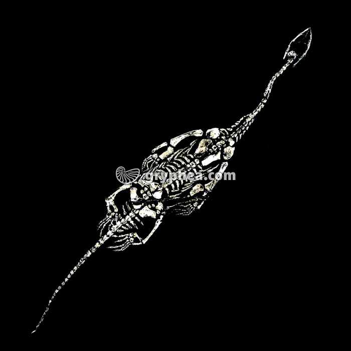 Nothosaure (vue négative destinée à visualiser le squelette) - gryphea.com